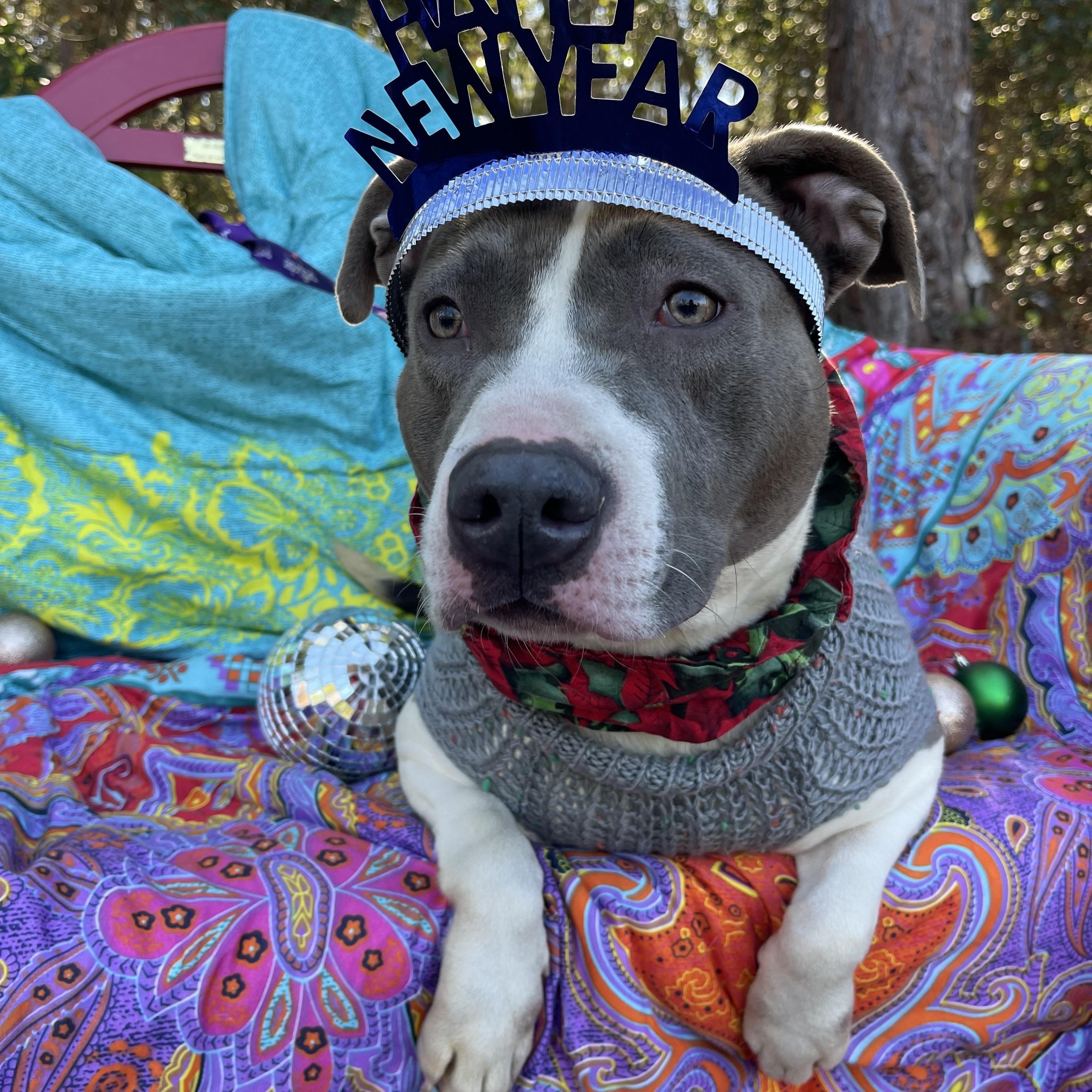 Enlarge Denim, a ADOPTABLE American Staffordshire Terrier in Sebring, FL image 6/6
