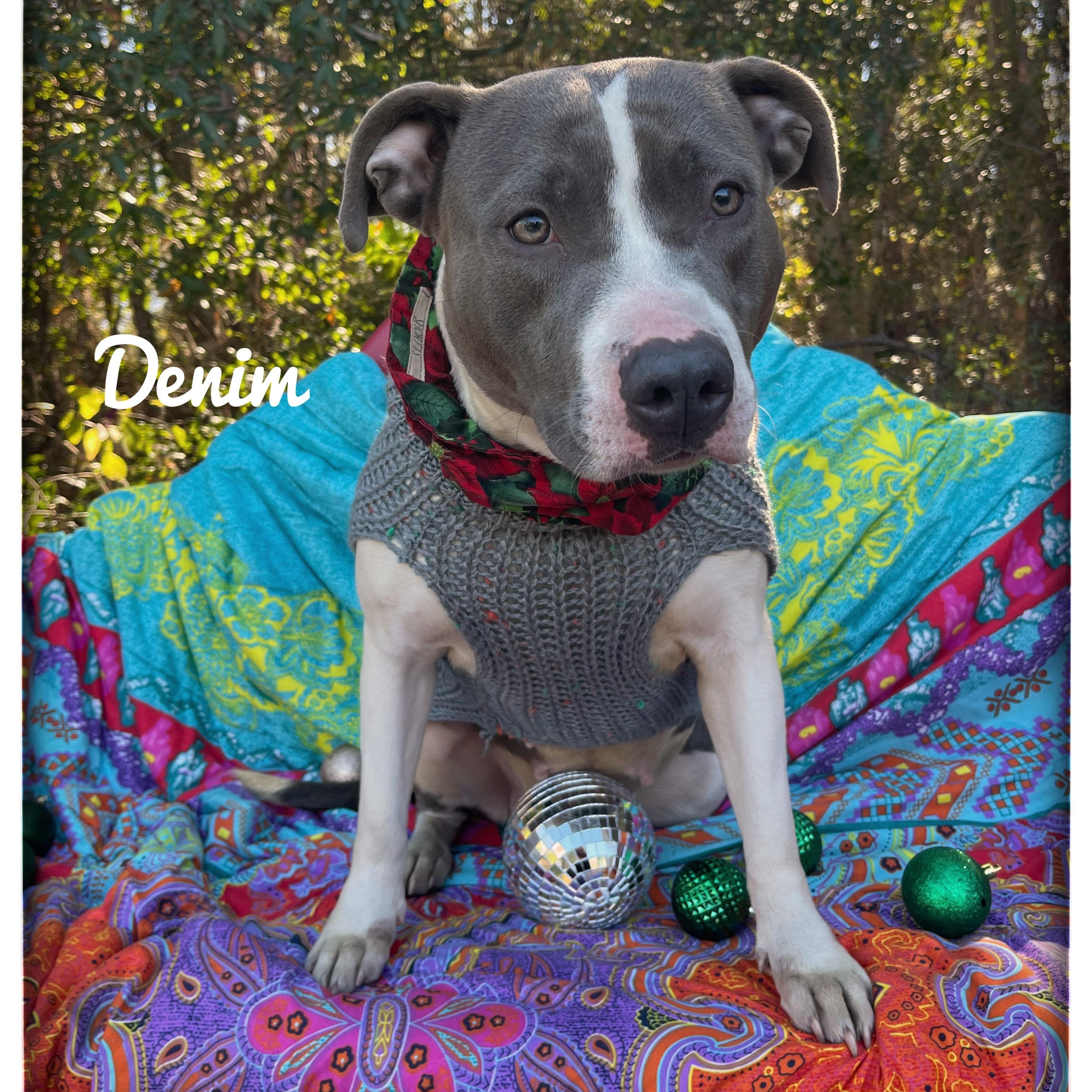 Enlarge Denim, a ADOPTABLE American Staffordshire Terrier in Sebring, FL image 1/6