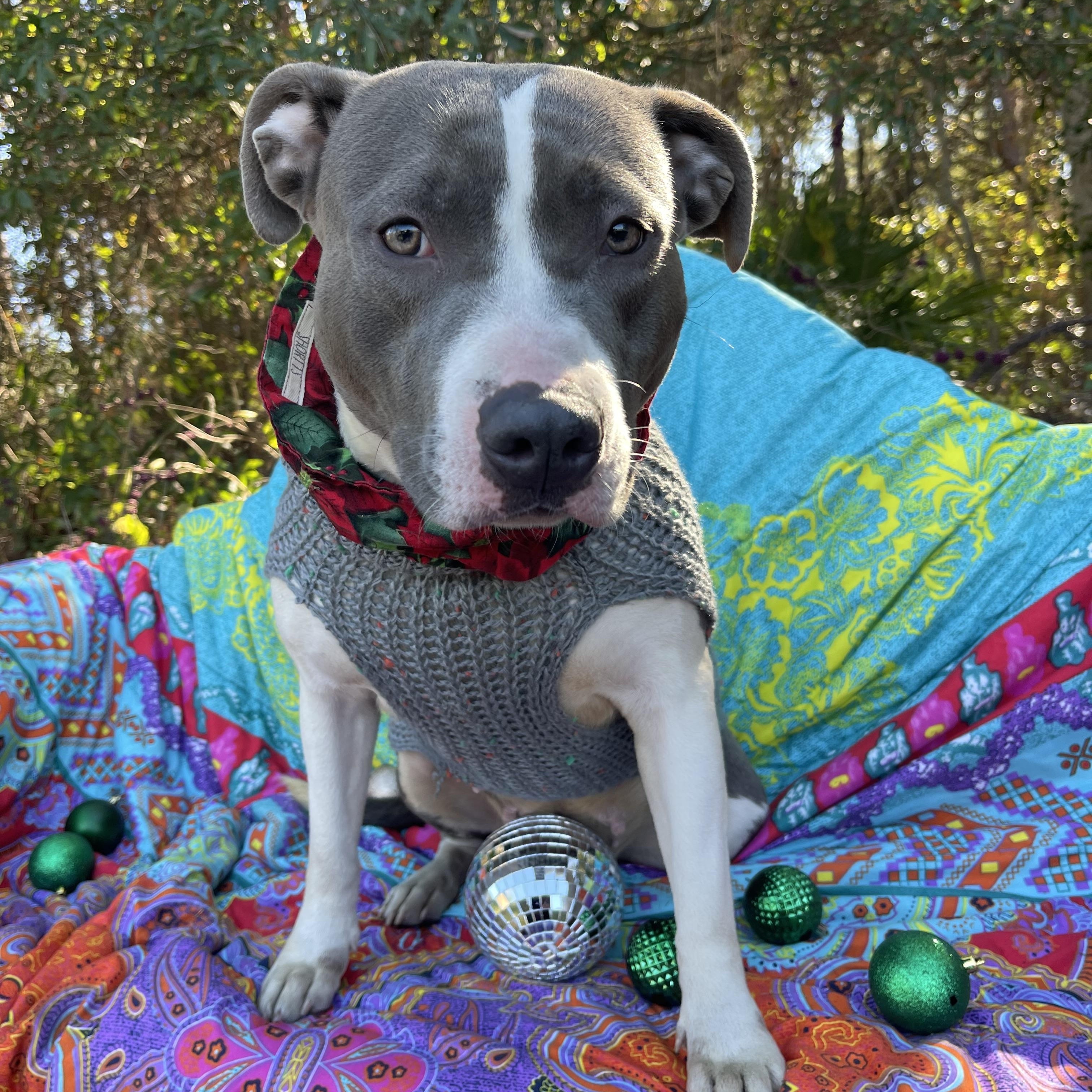 Enlarge Denim, a ADOPTABLE American Staffordshire Terrier in Sebring, FL image 5/6