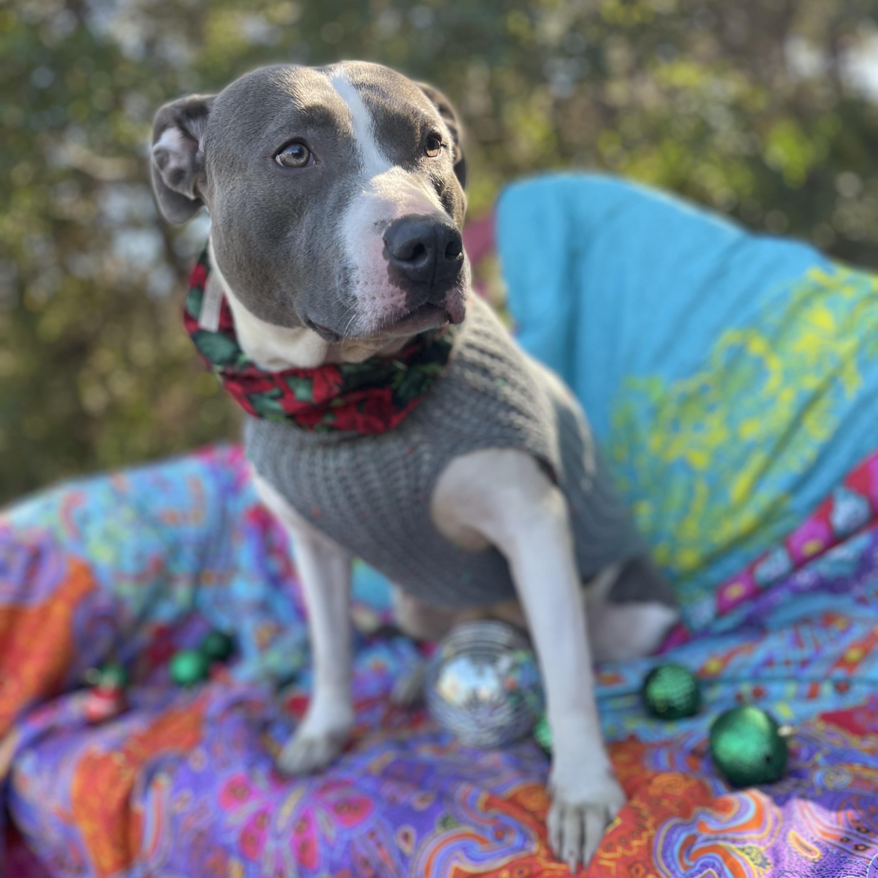 Enlarge Denim, a ADOPTABLE American Staffordshire Terrier in Sebring, FL image 3/6