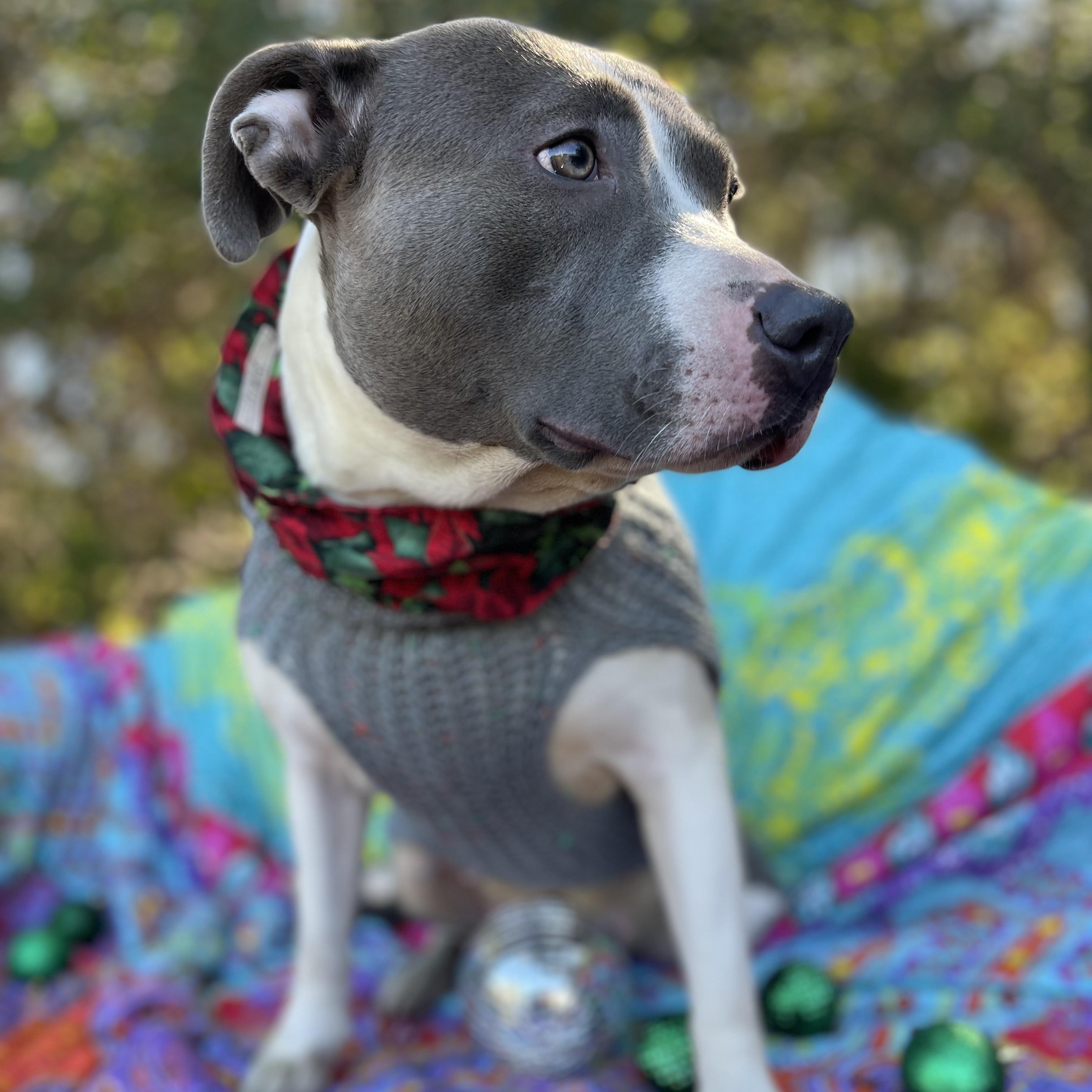 Enlarge Denim, a ADOPTABLE American Staffordshire Terrier in Sebring, FL image 2/6