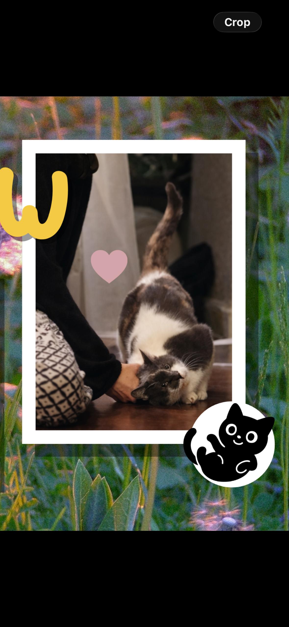 Enlarge Shadow , a ADOPTABLE American Shorthair in Brooklyn, NY image 2/2