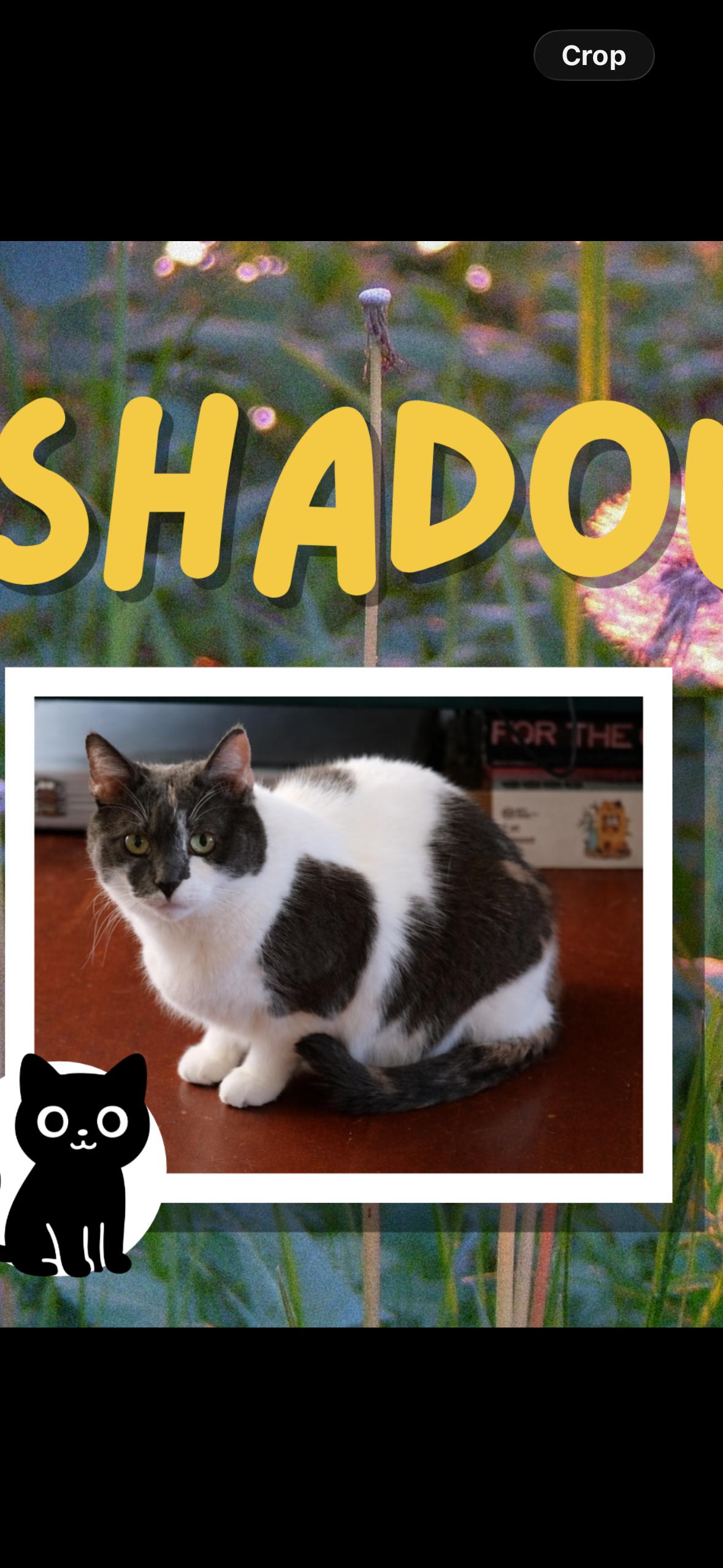 Enlarge Shadow , a ADOPTABLE American Shorthair in Brooklyn, NY image 1/2