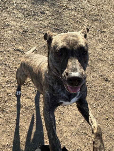 Enlarge Neiko, a Adoptable mixed breed in Windcrest, TX image 4/6