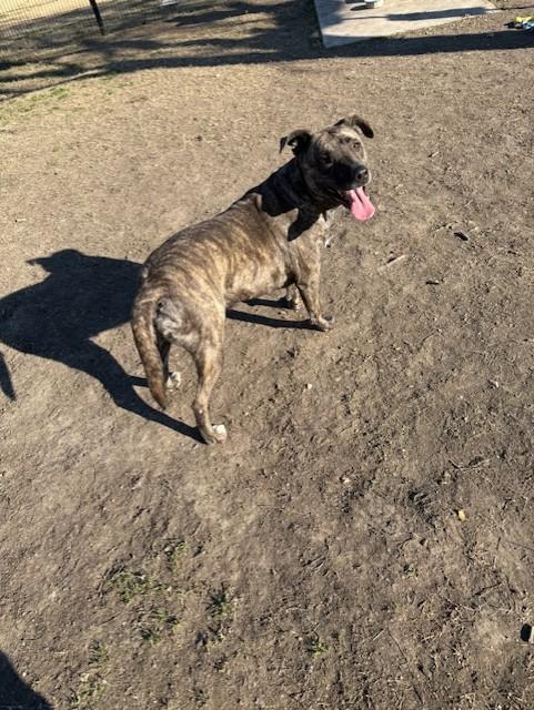 Enlarge Neiko, a Adoptable mixed breed in Windcrest, TX image 6/6
