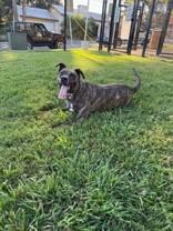 Enlarge Neiko, a Adoptable mixed breed in Windcrest, TX image 3/6