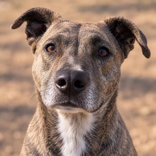 Enlarge Neiko, a Adoptable mixed breed in Windcrest, TX image 1/6