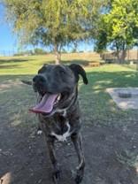 Enlarge Neiko, a Adoptable mixed breed in Windcrest, TX image 5/6