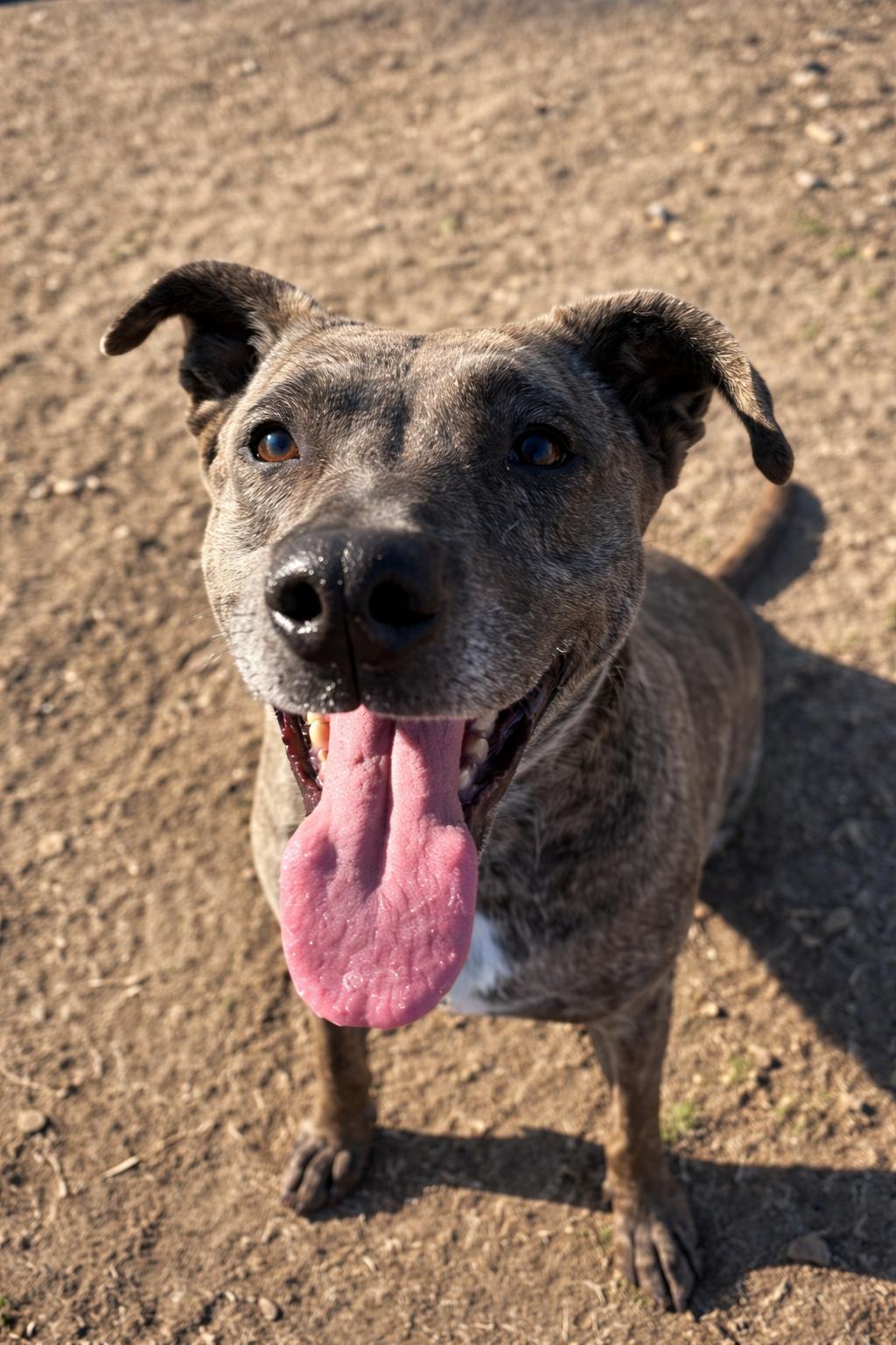 Enlarge Neiko, a Adoptable mixed breed in Windcrest, TX image 2/6
