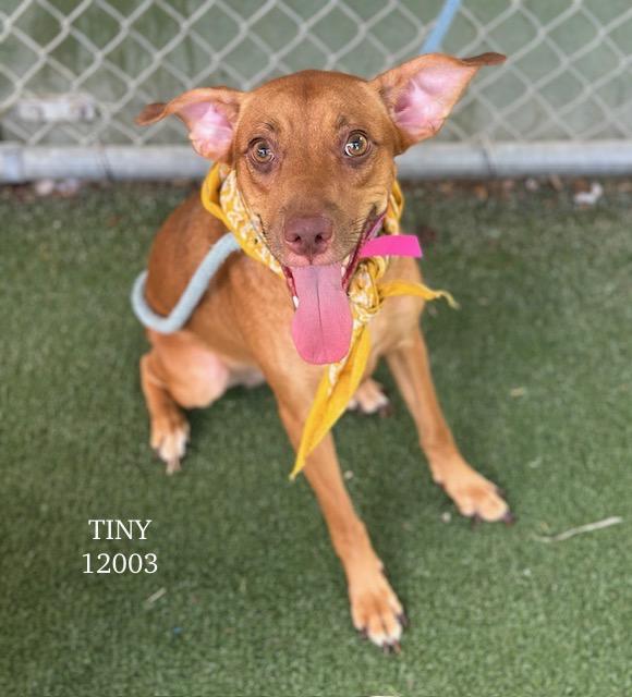 TINY is so sweet and greets you with her beautiful bright smile and brown eyes btw her ears are pre