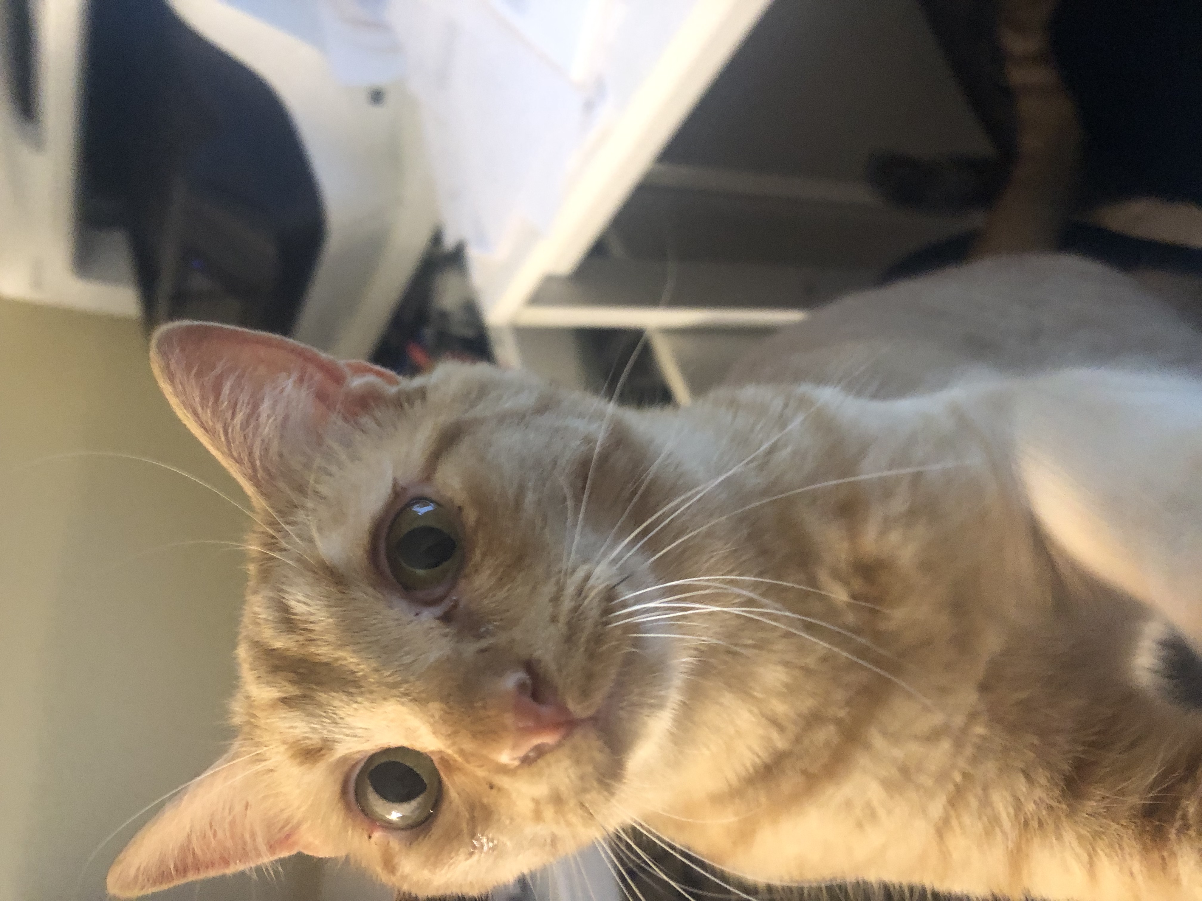 Goofy, a Adoptable Domestic Short Hair in Anoka, MN image 1/4