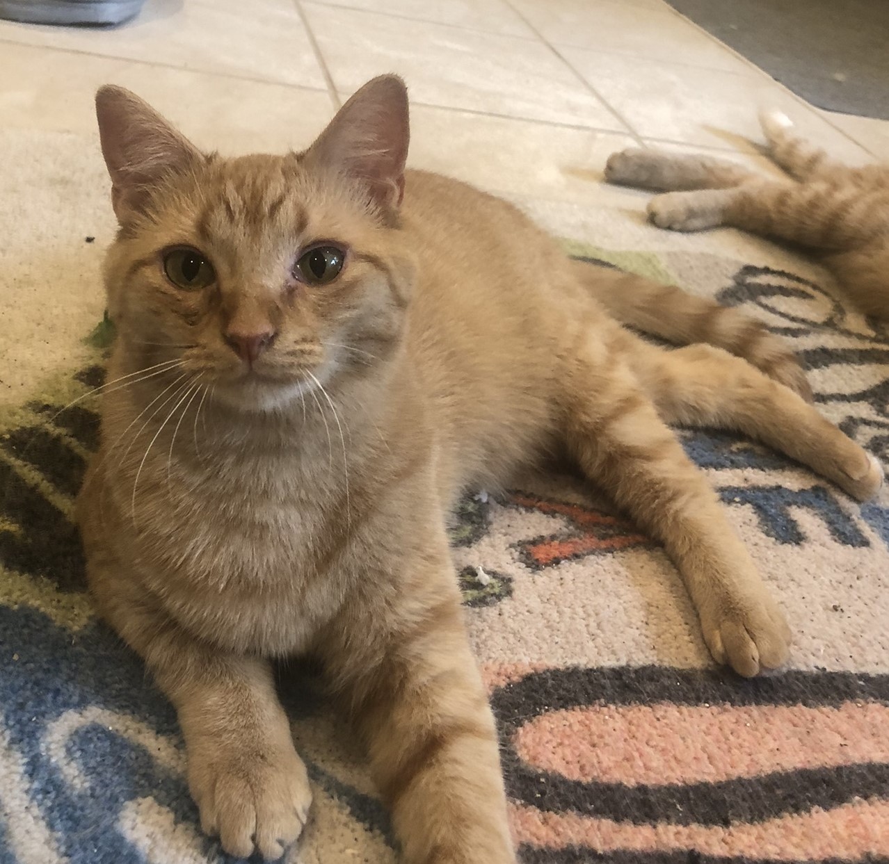 Goofy, a Adoptable Domestic Short Hair in Anoka, MN image 2/4