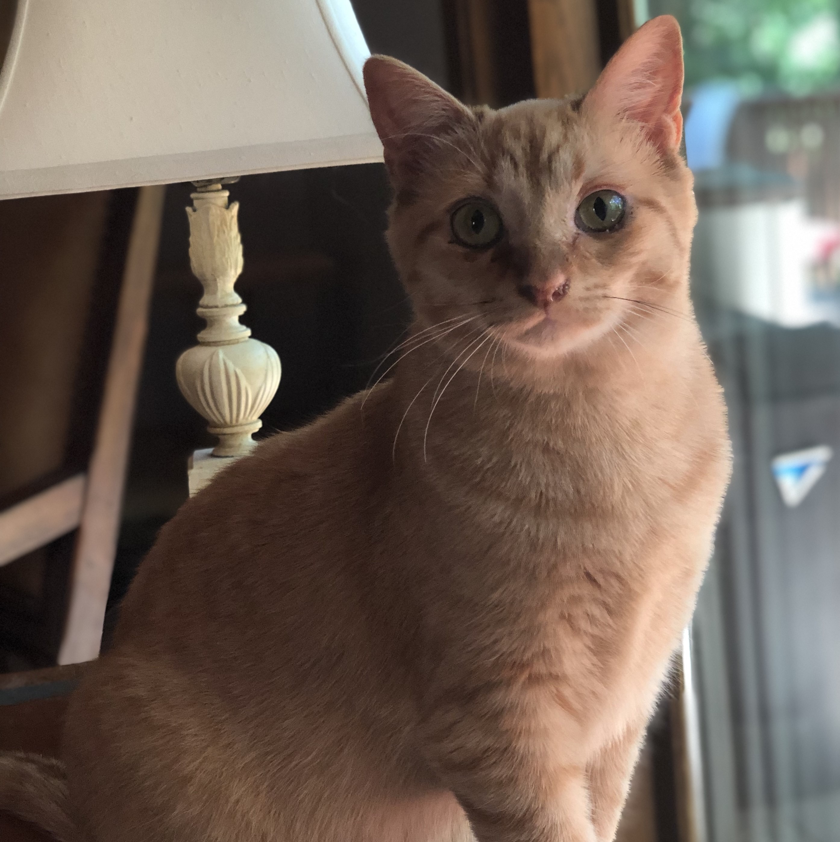 Goofy, a Adoptable Domestic Short Hair in Anoka, MN image 3/4