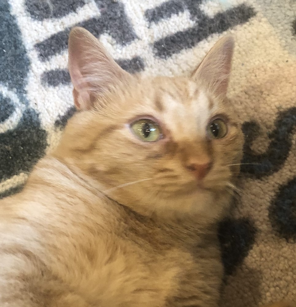 Goofy, a Adoptable Domestic Short Hair in Anoka, MN image 4/4