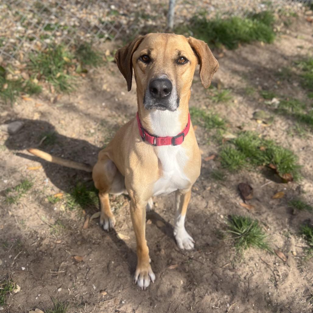 Enlarge Digby Quinn, a Adoptable Mixed Breed in Pensacola, FL image 1/1