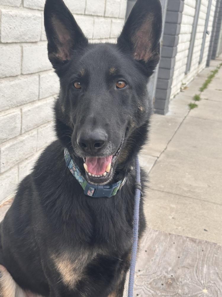 Kingston, Adoptable, Adult Male German Shepherd Dog.