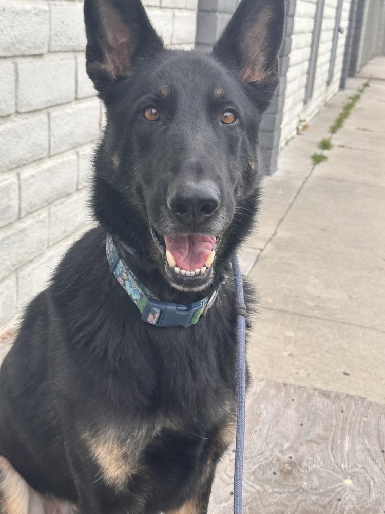 Enlarge Kingston, a Adoptable mixed breed in Canyon Country, CA image 3/4