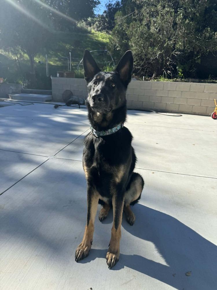 Enlarge Kingston, a Adoptable mixed breed in Canyon Country, CA image 4/4