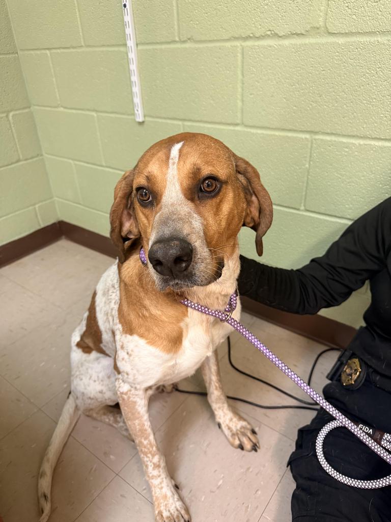 Edamame, Adoptable, Adult Male Coonhound & Mixed Breed.