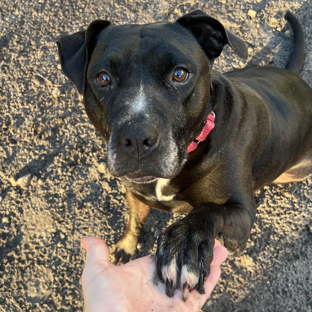 Sarah, Adoptable, Senior Female Mixed Breed.