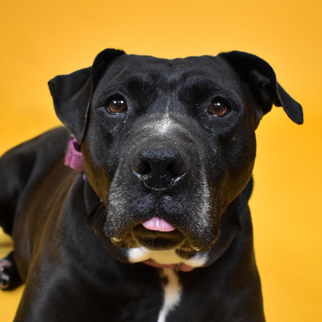 Enlarge Sarah, a Adoptable Mixed Breed in Jacksonville, FL image 2/6