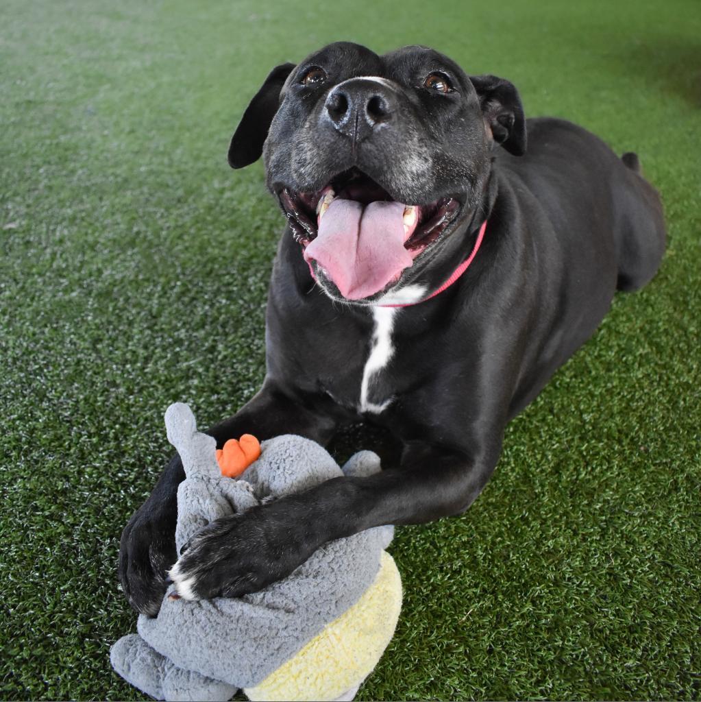 Enlarge Sarah, a Adoptable Mixed Breed in Jacksonville, FL image 3/6