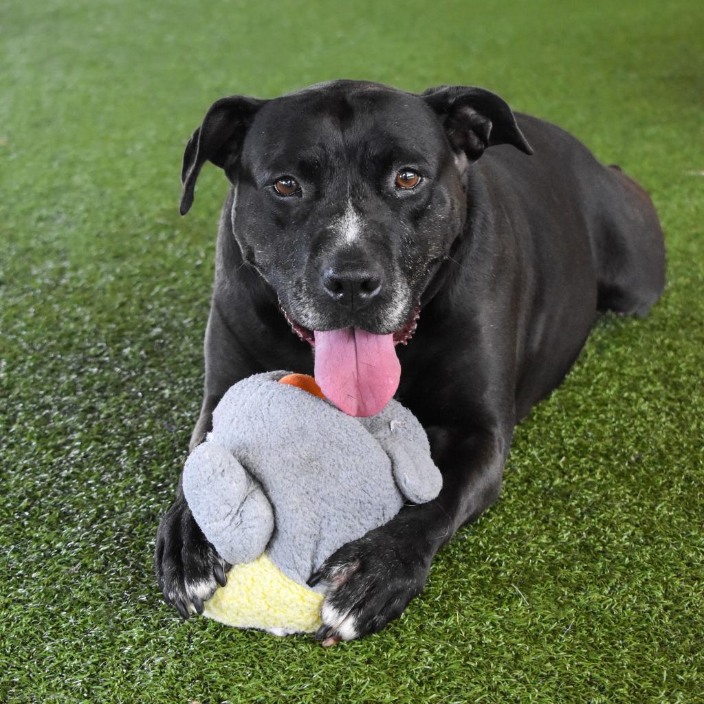 Enlarge Sarah, a Adoptable Mixed Breed in Jacksonville, FL image 4/6