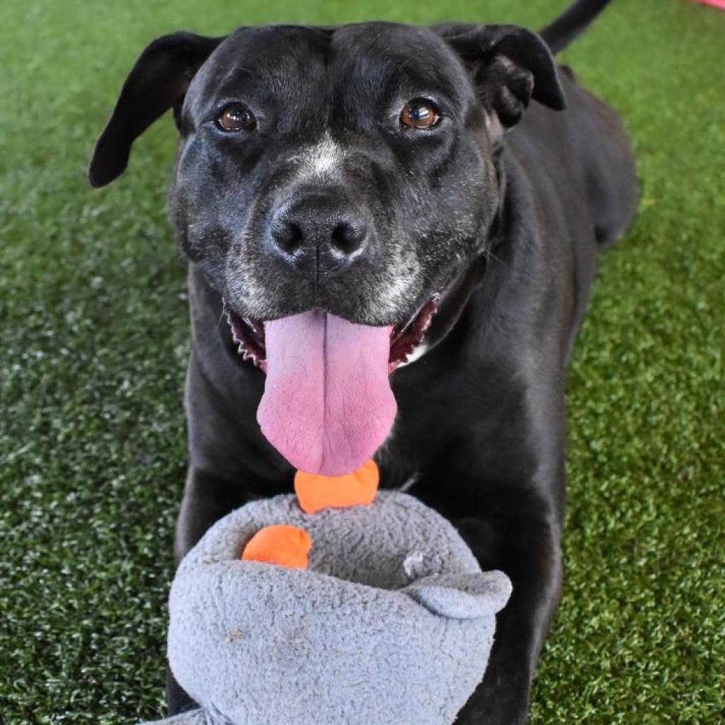 Enlarge Sarah, a Adoptable Mixed Breed in Jacksonville, FL image 5/6