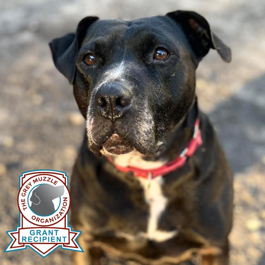 Enlarge Sarah, a Adoptable Mixed Breed in Jacksonville, FL image 6/6