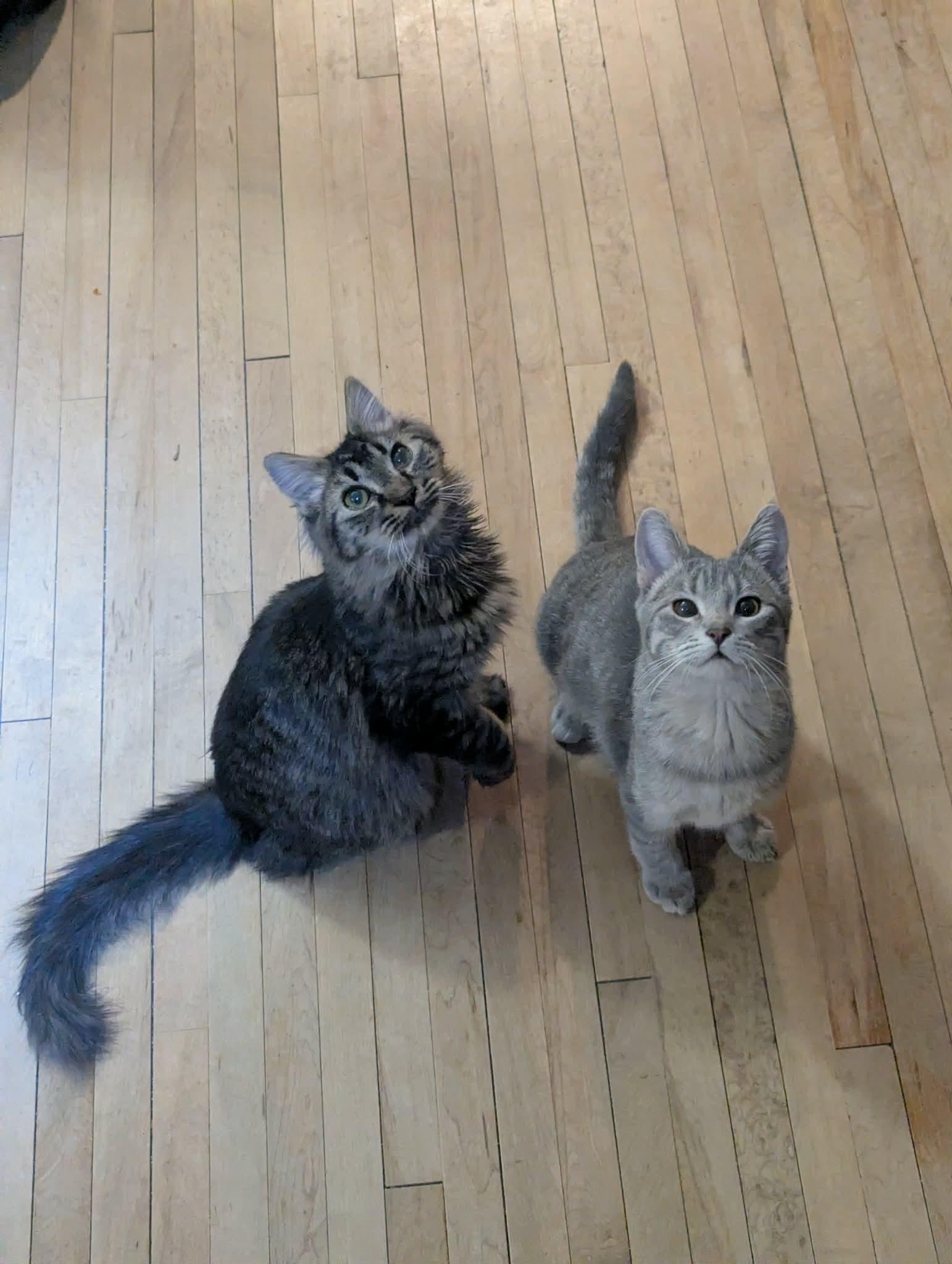 Enlarge Field Mouse, a ADOPTABLE Domestic Short Hair in Little Falls, MN image 5/6