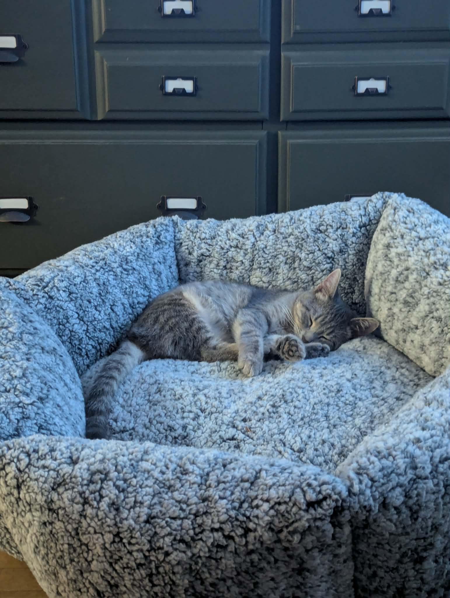 Enlarge Field Mouse, a ADOPTABLE Domestic Short Hair in Little Falls, MN image 3/6