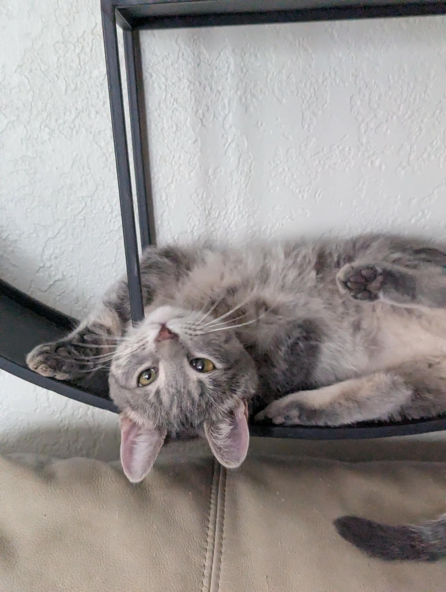 Enlarge Field Mouse, a ADOPTABLE Domestic Short Hair in Little Falls, MN image 2/6