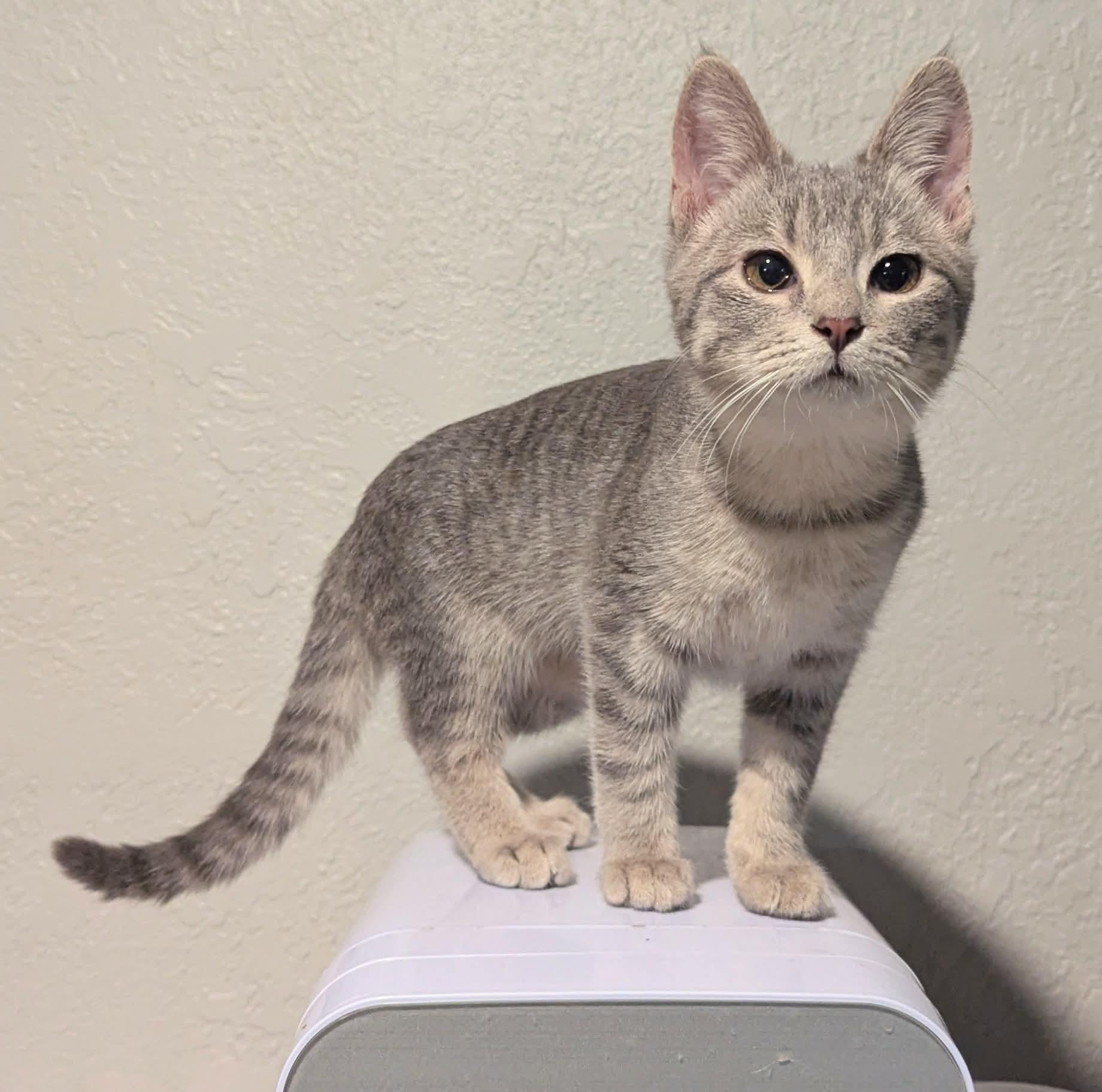 Field Mouse, ADOPTABLE, Kitten Female Domestic Short Hair.