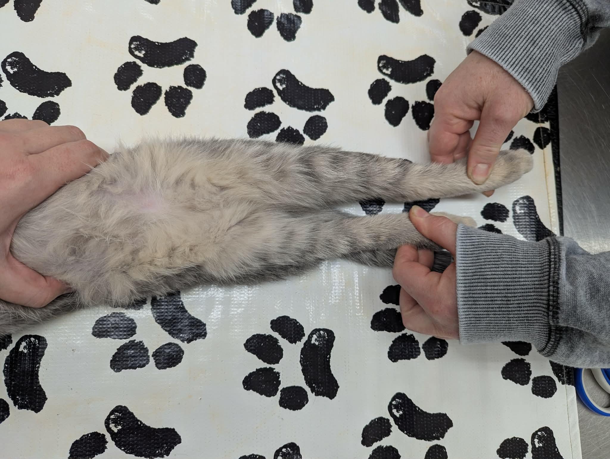 Enlarge Field Mouse, a ADOPTABLE Domestic Short Hair in Little Falls, MN image 4/6