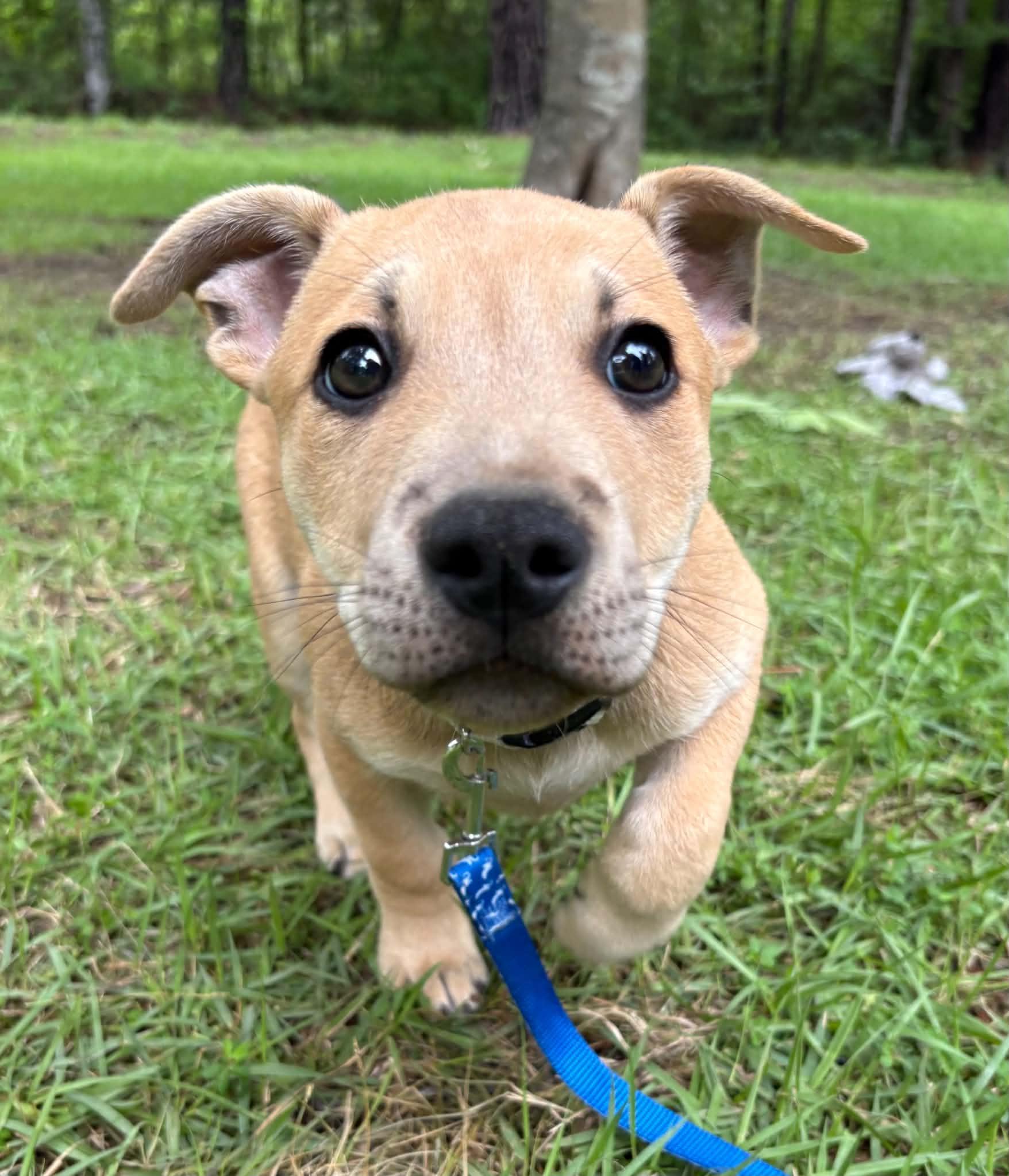 Langley, a ADOPTABLE mixed breed in Billerica, MA image 1/2