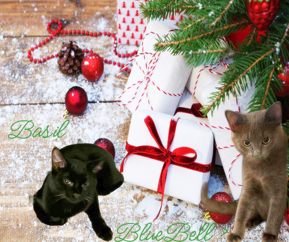 Enlarge BlueBell *older kitten*, a Adoptable mixed breed in Culpeper, VA image 1/1