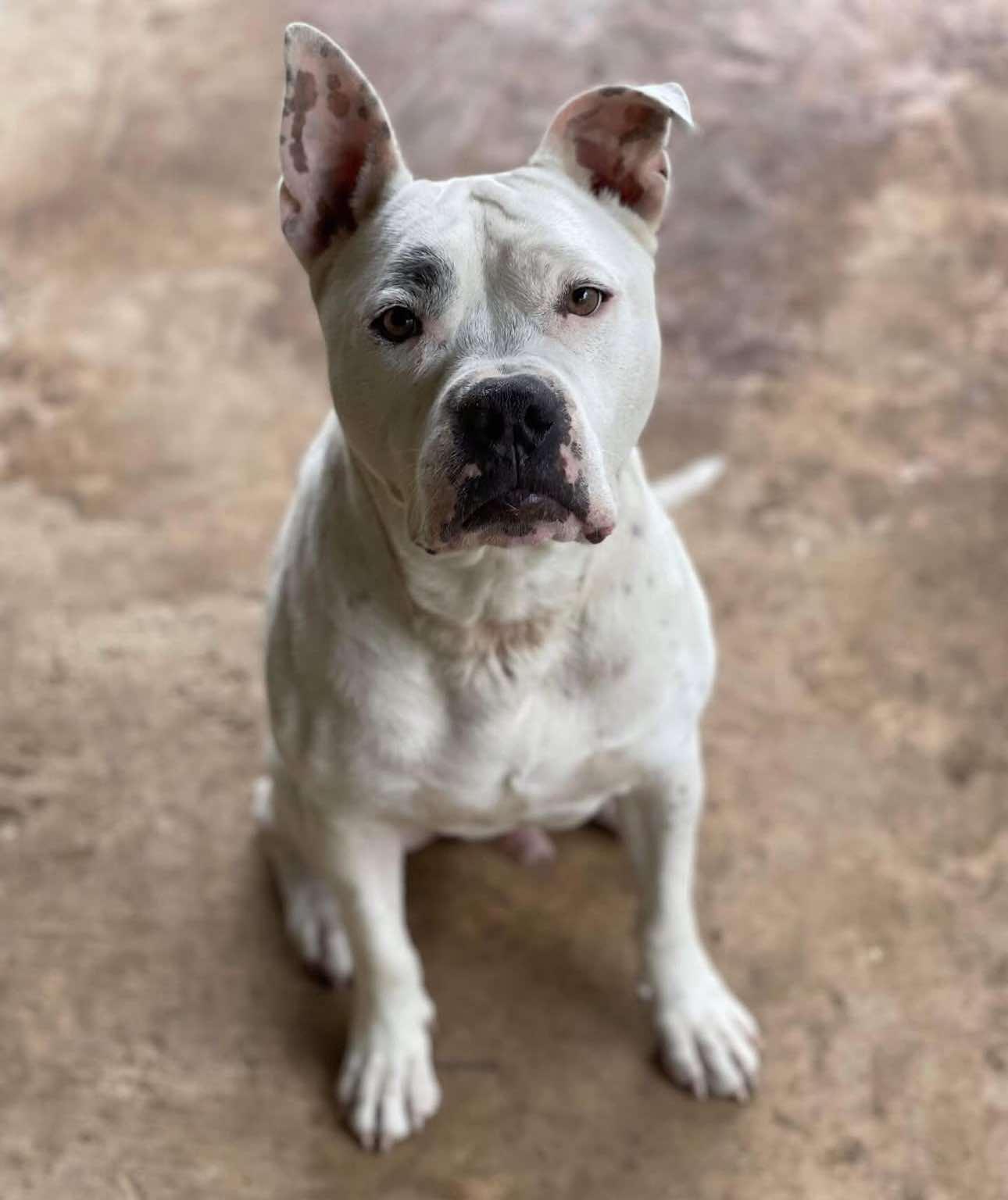 Calvin, Adoptable, Senior Male American Staffordshire Terrier.