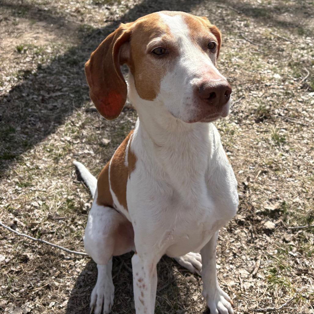 Caspian, a Adoptable Hound in Manhattan, KS image 3/6