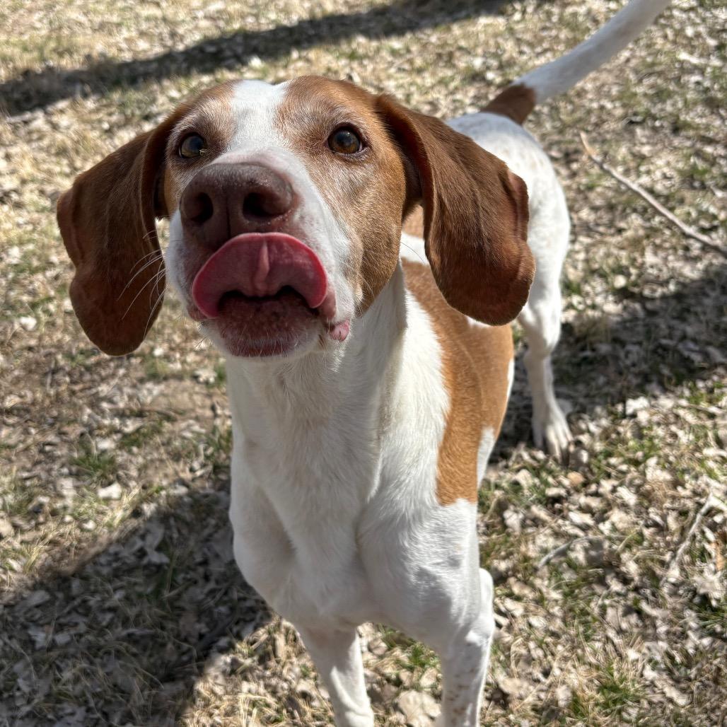 Caspian, a Adoptable Hound in Manhattan, KS image 6/6