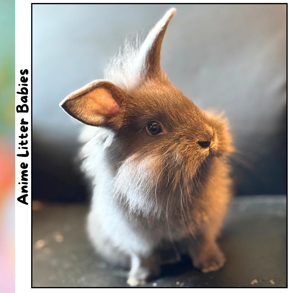 Luffy *boy, Adoptable, Baby Male Lionhead & English Spot.