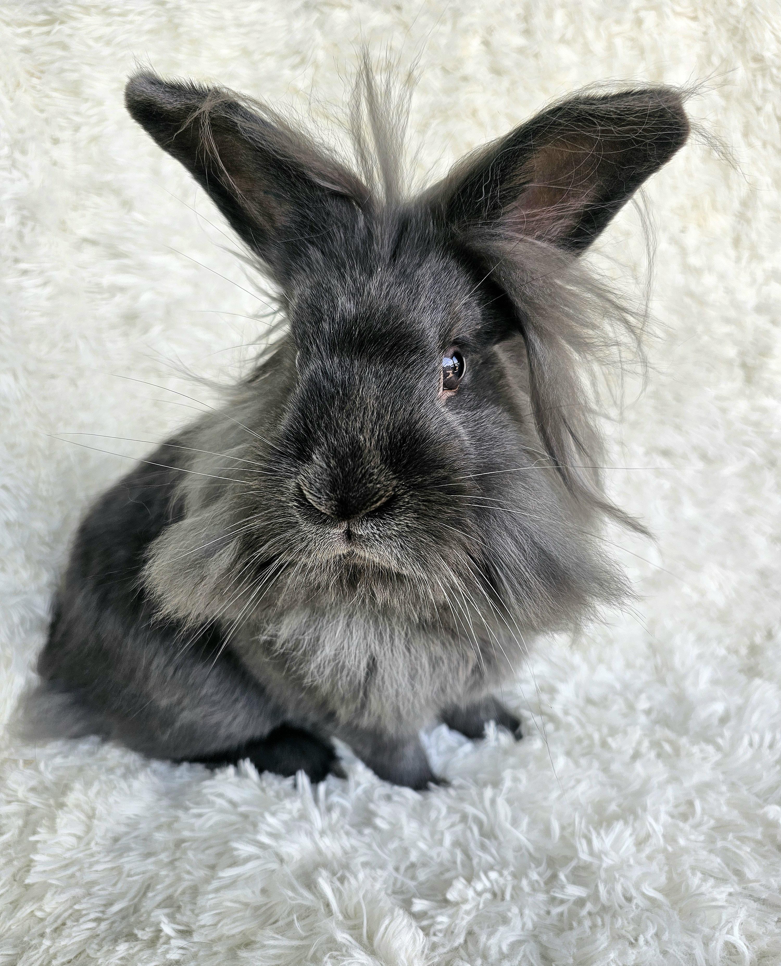 Luffy , Adoptable, Adult Male Lionhead & Lop Eared.