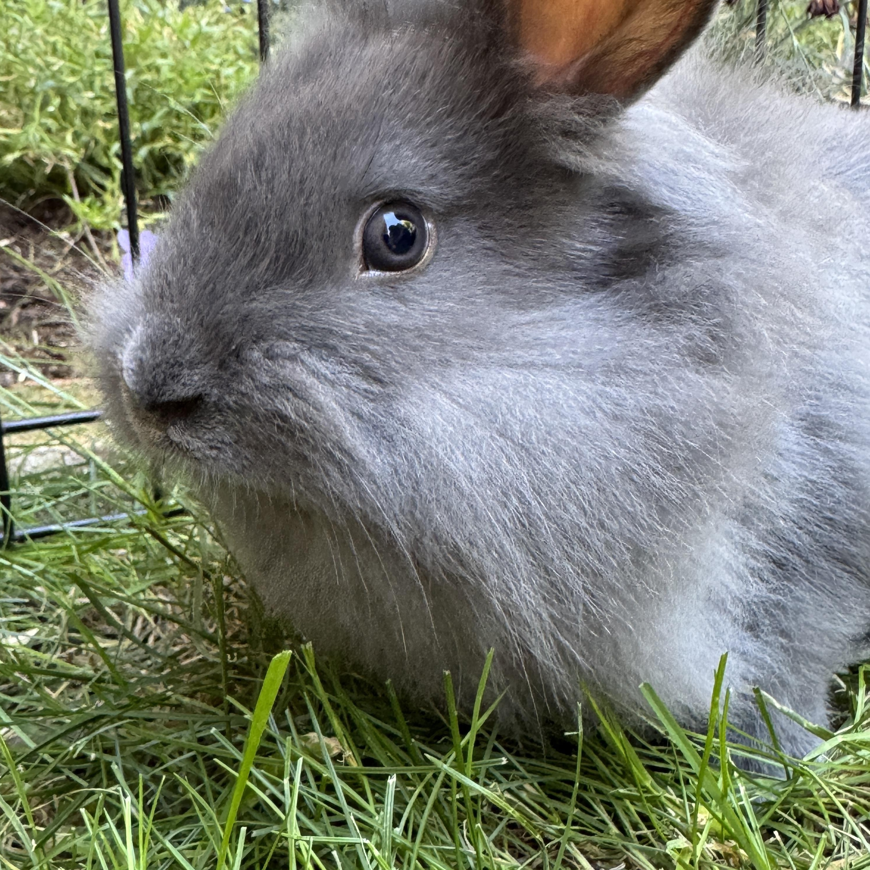 Luffy *boy, a Adoptable mixed breed in Harrisburg, OR image 4/6