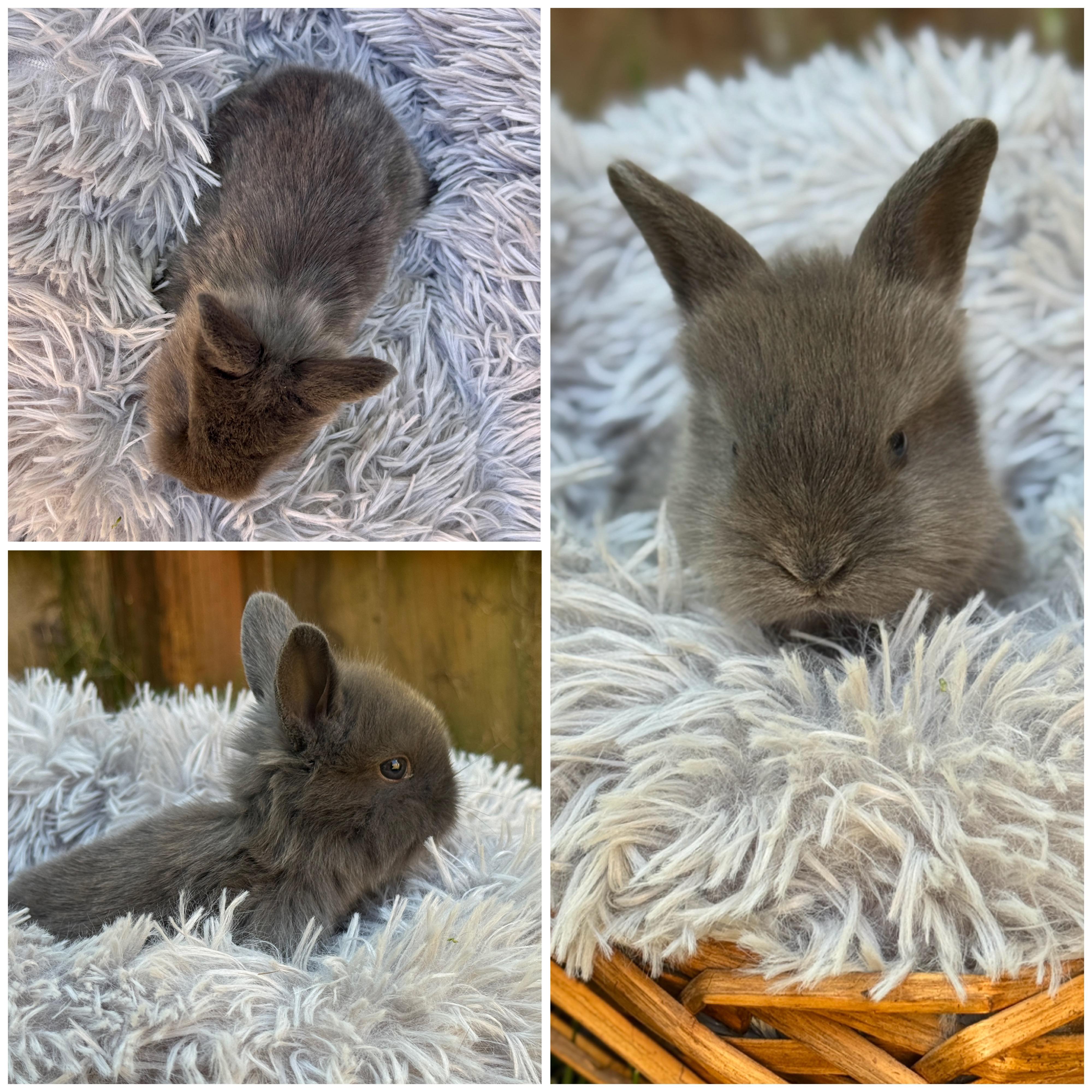 Luffy *boy, a Adoptable mixed breed in Harrisburg, OR image 6/6