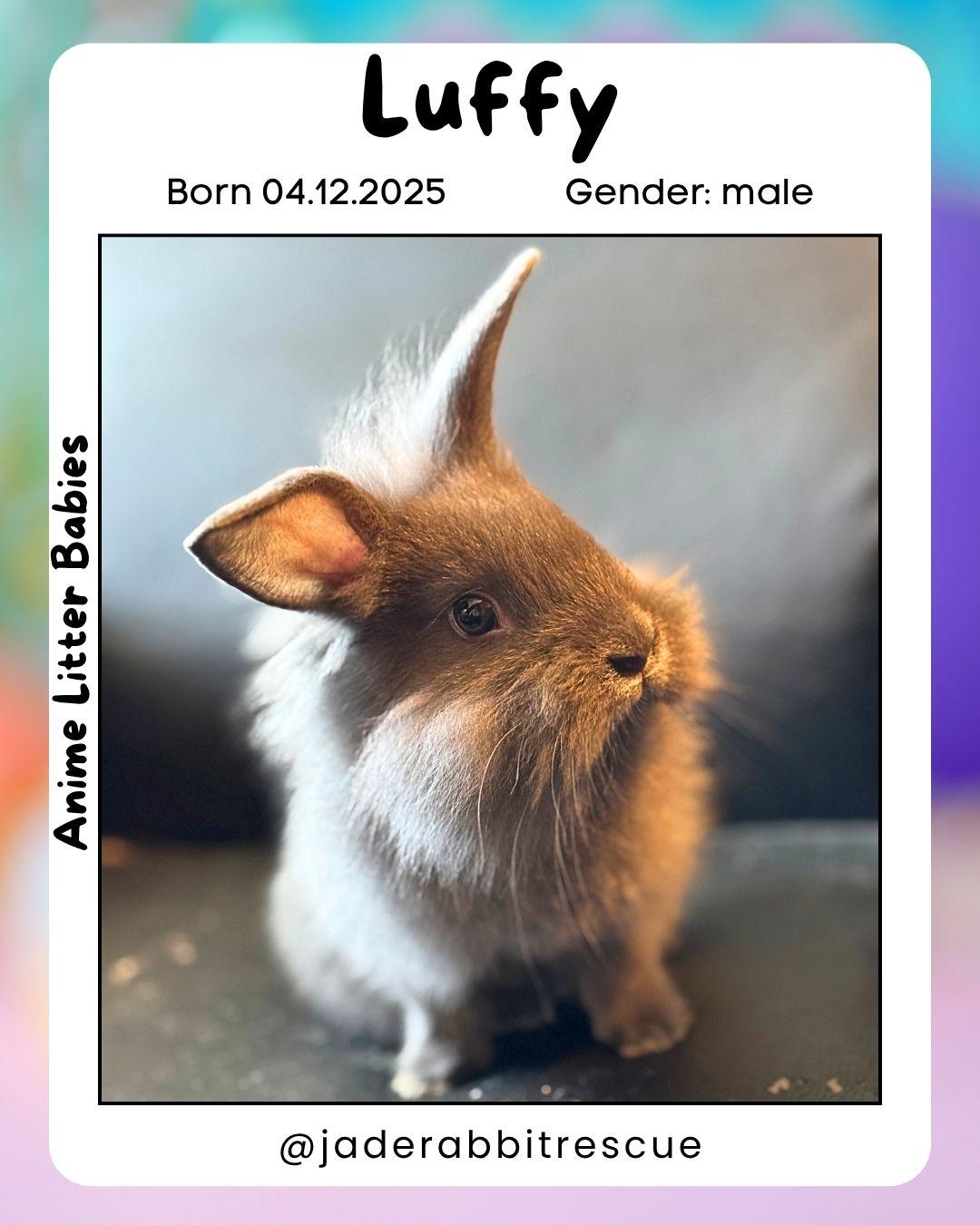 Luffy *boy, a Adoptable mixed breed in Harrisburg, OR image 2/6