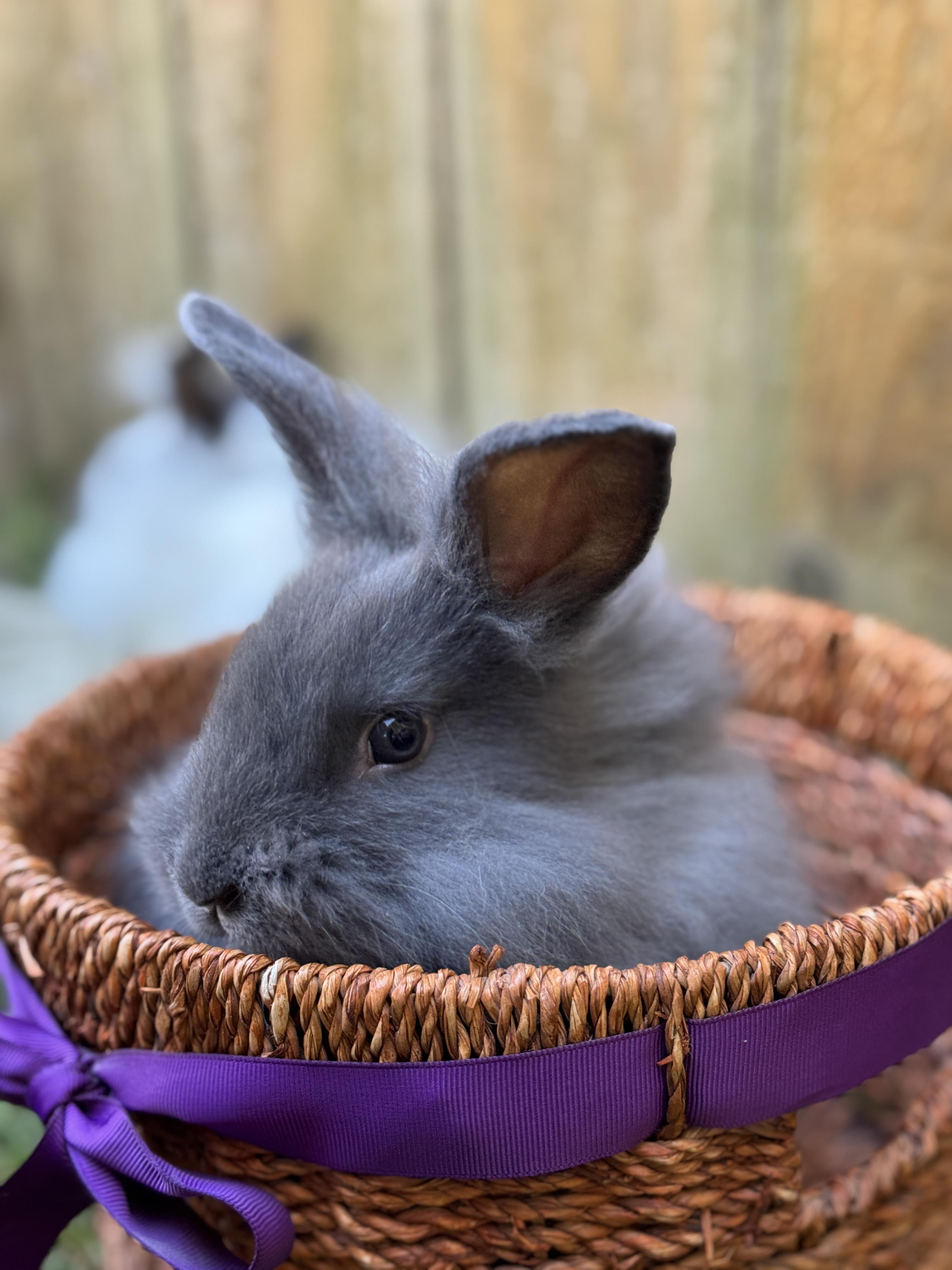 Luffy *boy, a Adoptable mixed breed in Harrisburg, OR image 3/6