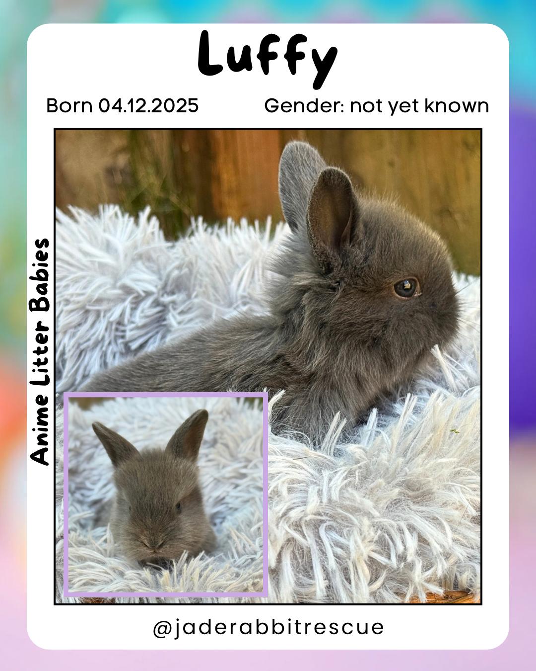 Luffy *boy, a Adoptable mixed breed in Harrisburg, OR image 5/6