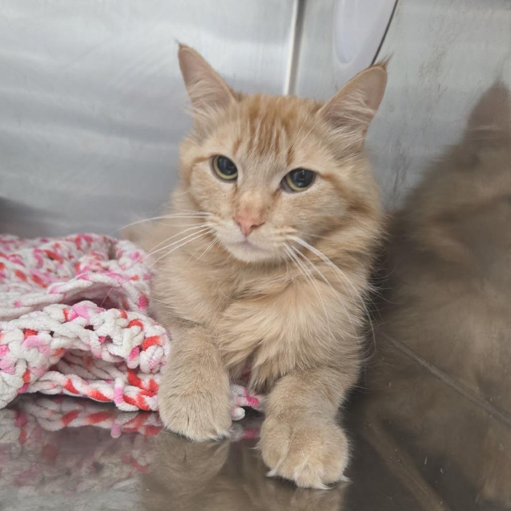 Enlarge Salsa, a Adoptable Domestic Long Hair in Idaho Falls, ID image 1/1