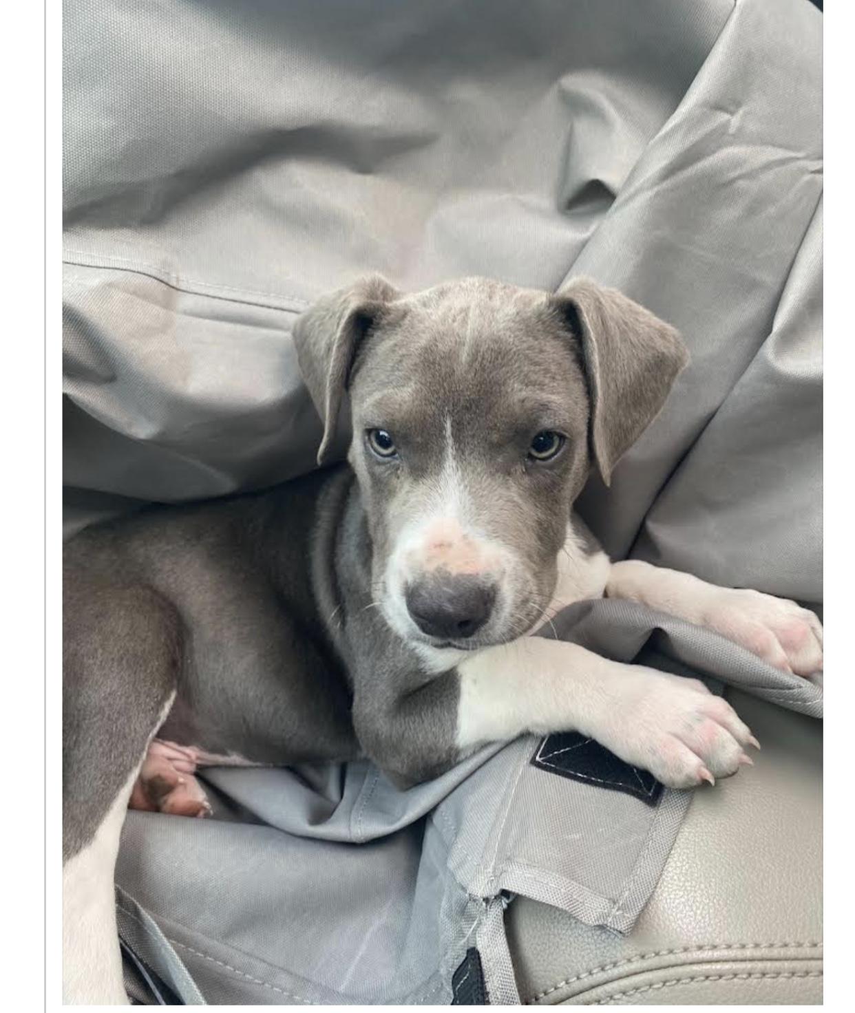 Ace, Adopted, Adult Male Pit Bull Terrier.