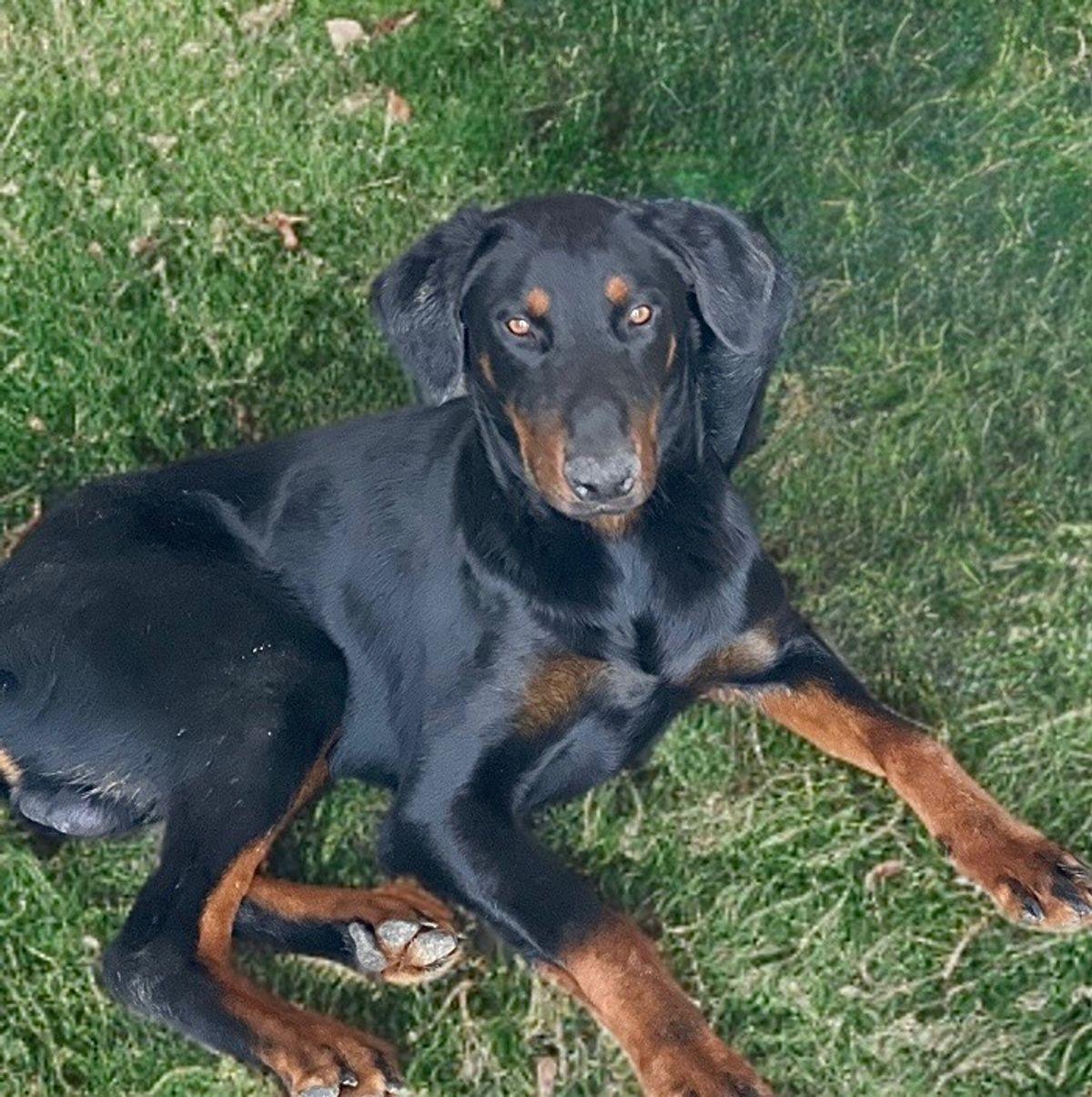 Enlarge Pedro, a Adoptable Doberman Pinscher in Kingman, AZ image 1/1
