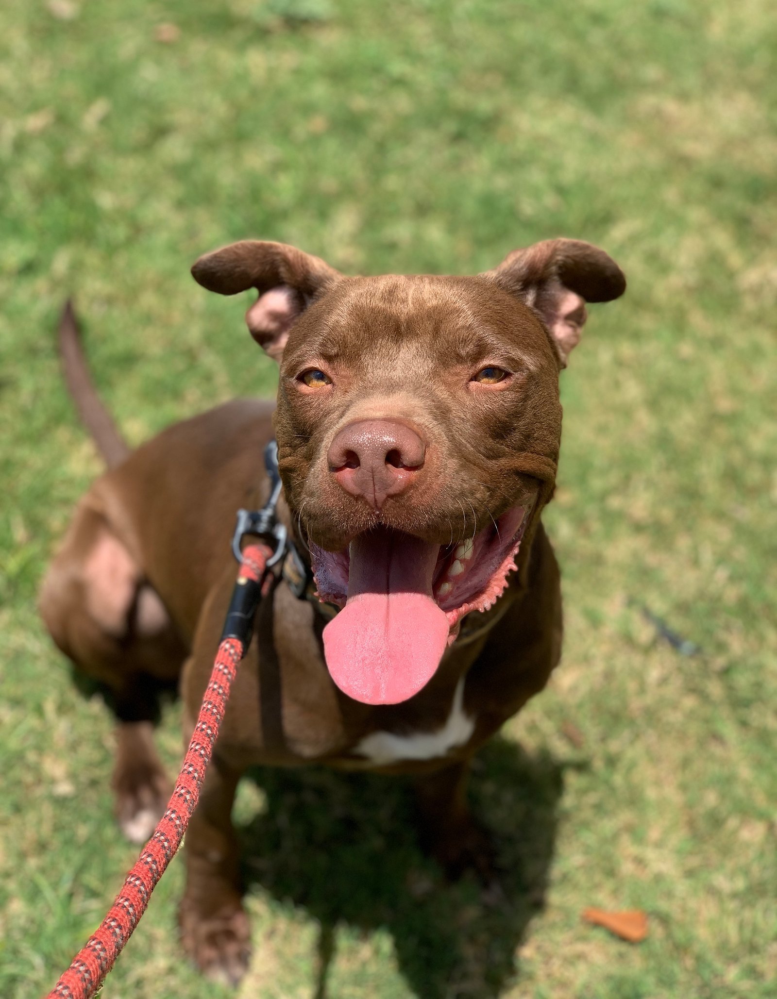 Rossi